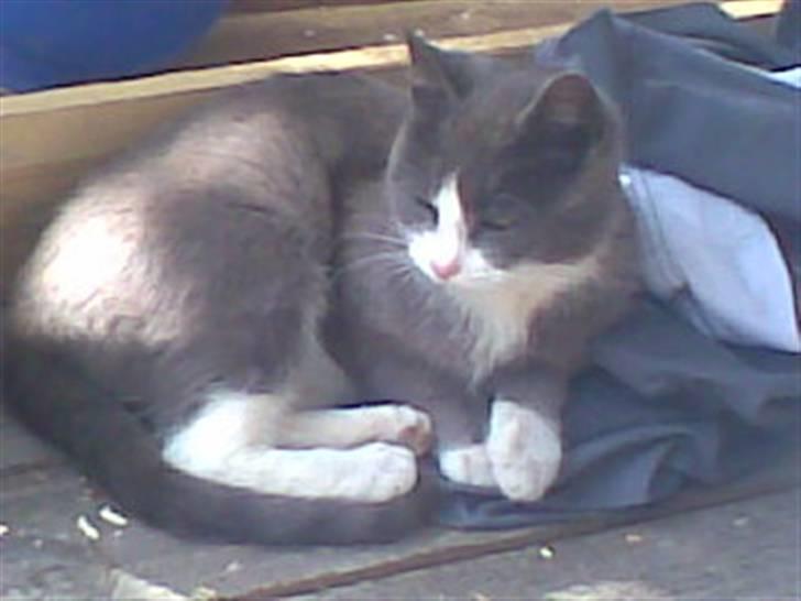 Huskat Frodo rip d. 8-8-07 billede 1