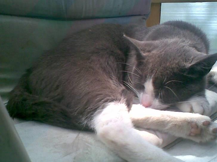 Huskat Frodo rip d. 8-8-07 billede 2