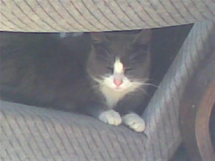 Huskat Frodo rip d. 8-8-07 billede 3