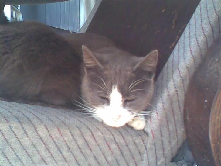 Huskat Frodo rip d. 8-8-07 billede 4