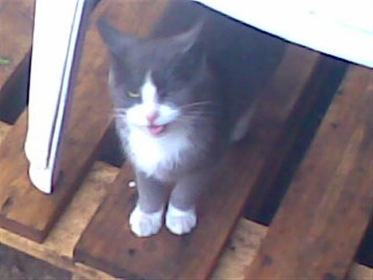 Huskat Frodo rip d. 8-8-07 billede 5