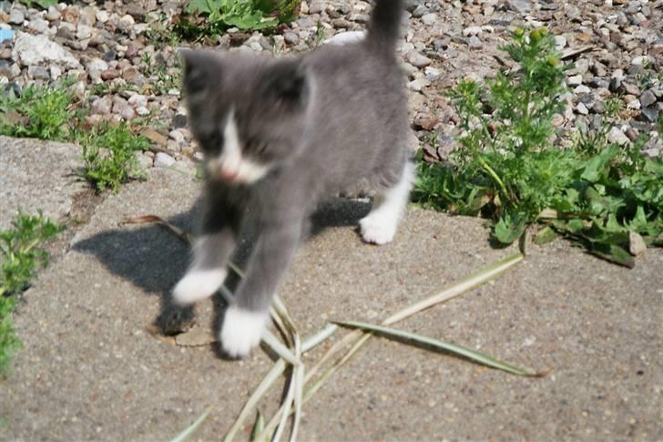 Huskat Frodo rip d. 8-8-07 billede 6