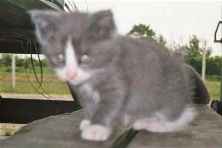 Huskat Frodo rip d. 8-8-07 billede 7