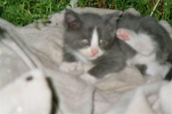 Huskat Frodo rip d. 8-8-07 billede 8