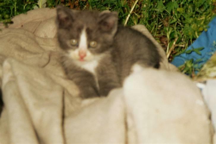 Huskat Frodo rip d. 8-8-07 billede 9