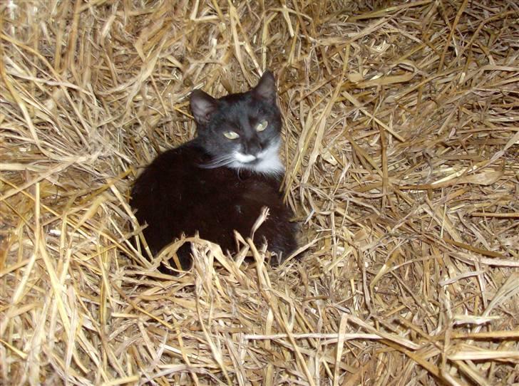 Huskat Lille Fie død billede 1