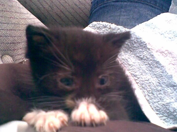 Huskat Lille Fie død billede 2