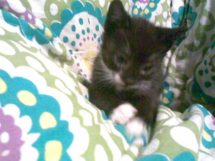 Huskat Lille Fie død billede 3