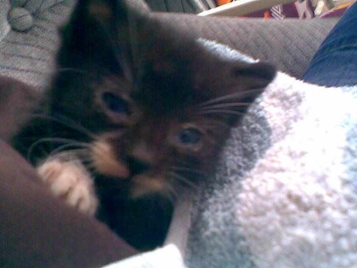 Huskat Lille Fie død billede 4