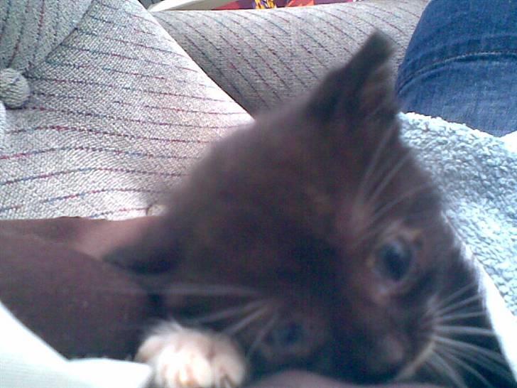 Huskat Lille Fie død billede 5