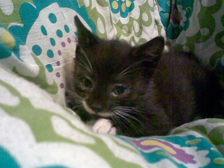 Huskat Lille Fie død billede 6