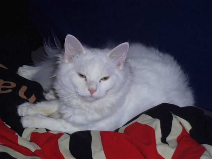 Blanding af racer Fnug - jeg sov lige så godt SLUK LYSET!!! billede 5