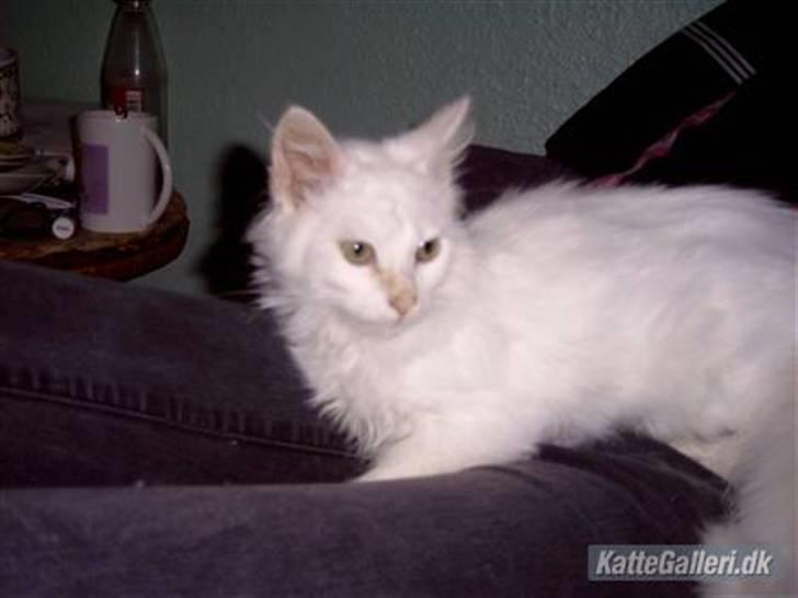 Blanding af racer Fnug - Er jeg ikke bare hvid ?? billede 6