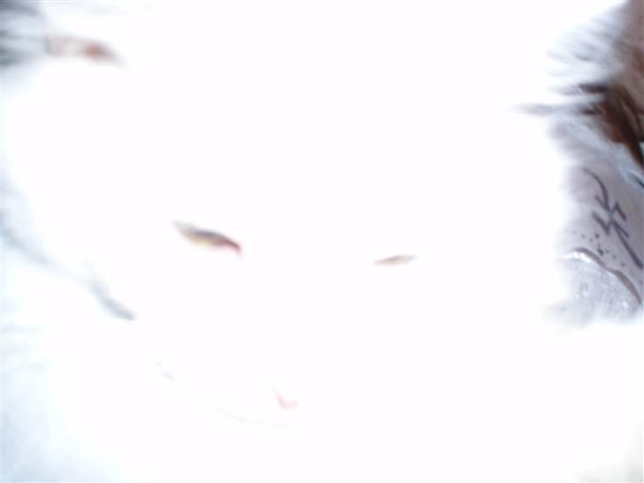 Blanding af racer Fnug - Haha du kan ikk tage mig med blitz =) så hvid er jeg.!!! billede 7