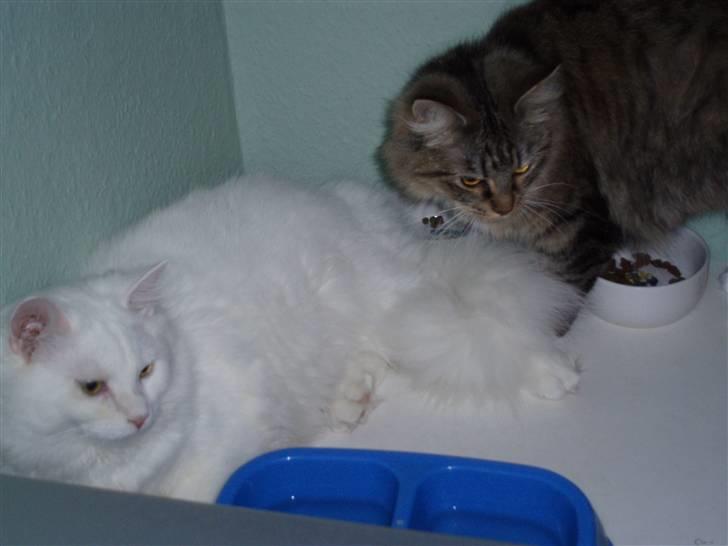 Blanding af racer Fnug billede 8