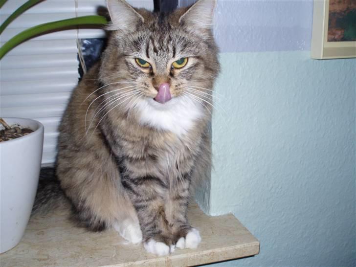 Blanding af racer Fnug - Under beskyttelse af mig!!!!! =) billede 9