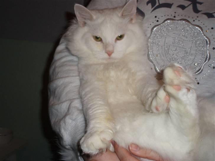 Blanding af racer Fnug billede 10