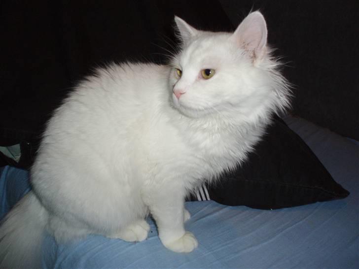 Blanding af racer Fnug billede 11