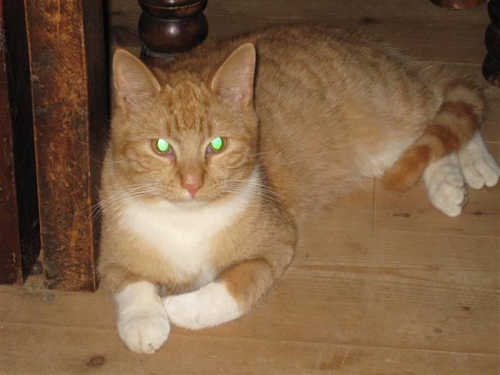 Huskat Egil (RIP) billede 1