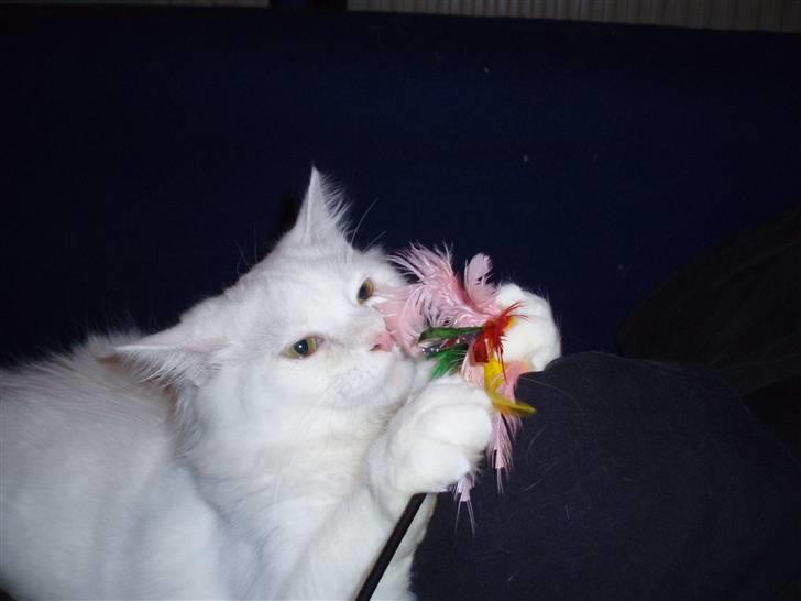 Blanding af racer Fnug billede 12