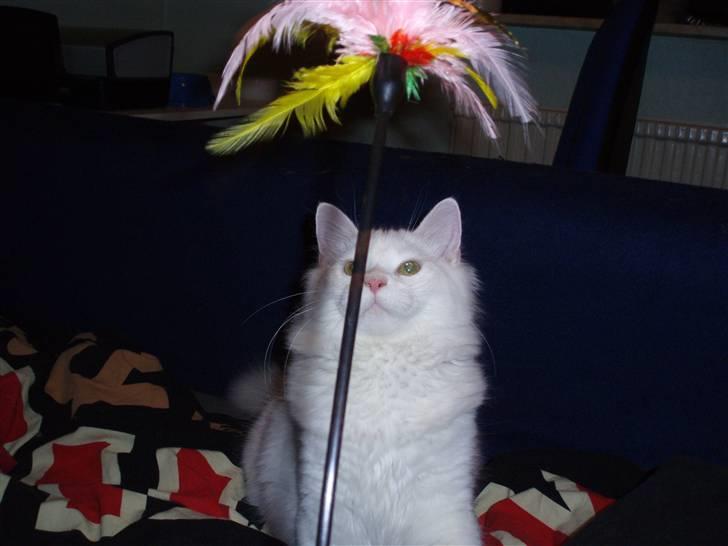 Blanding af racer Fnug billede 13