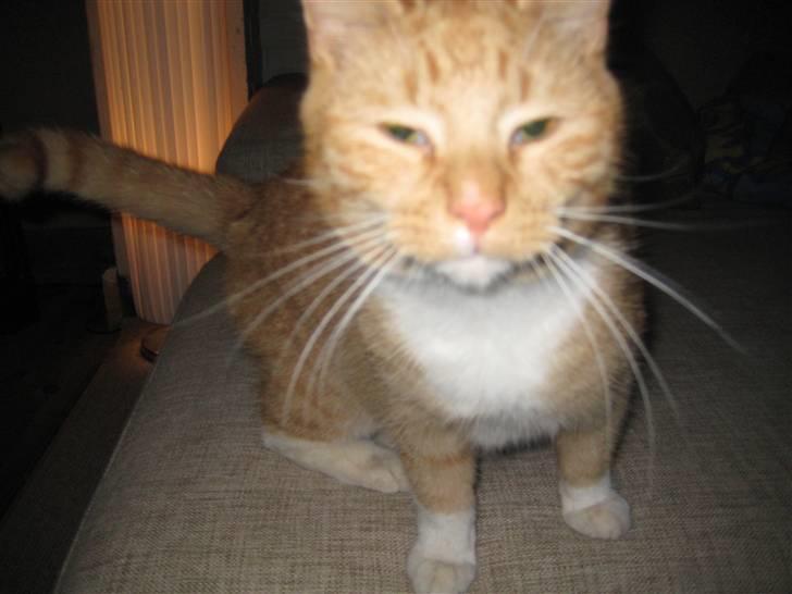 Huskat Egil (RIP) billede 2