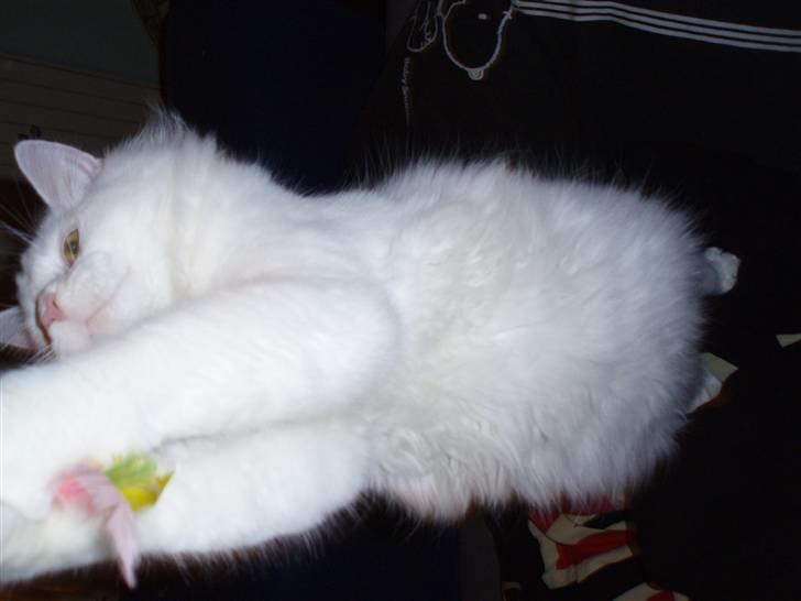 Blanding af racer Fnug billede 14