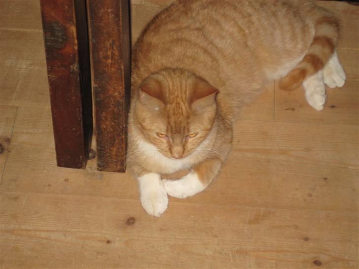 Huskat Egil (RIP) billede 3