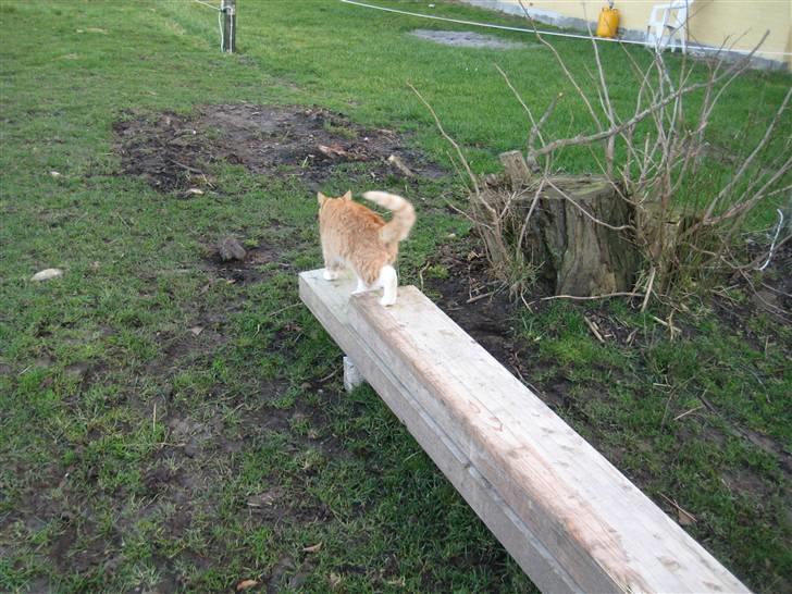 Huskat Egil (RIP) billede 4