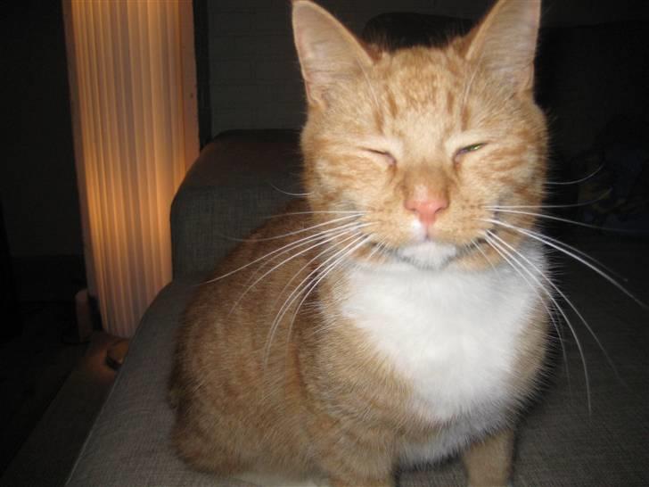 Huskat Egil (RIP) billede 5