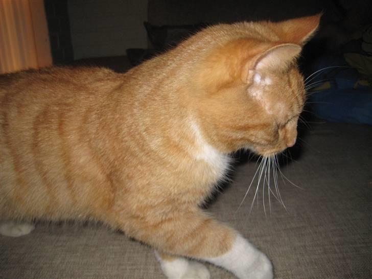 Huskat Egil (RIP) billede 6