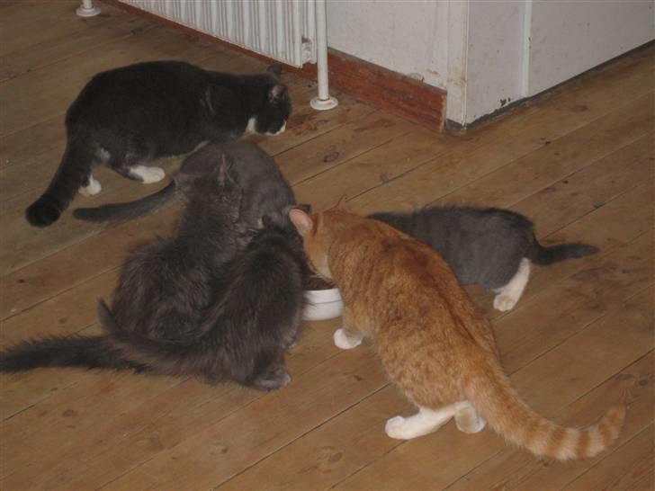 Huskat Egil (RIP) billede 7