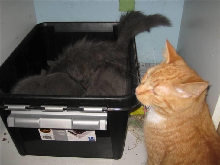 Huskat Egil (RIP) billede 8