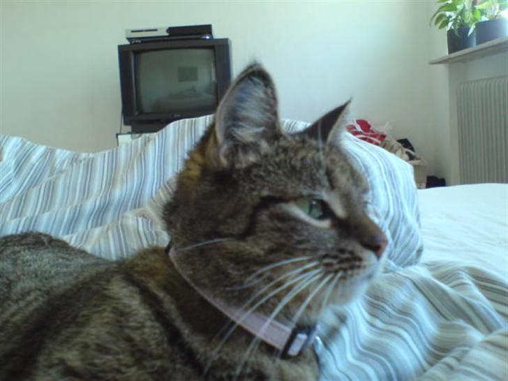 Huskat Mitte (Kahlua) *I Himlen* - Jeg hader billeder... billede 1