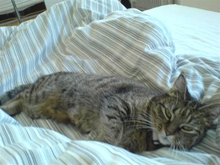 Huskat Mitte (Kahlua) *I Himlen* - Okay, så får du lov at tage ét billede! billede 2