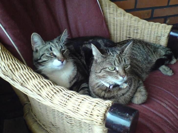 Huskat Mitte (Kahlua) *I Himlen* - Vi elsker at putte i udestuen! billede 3