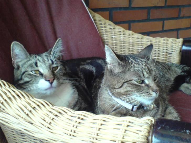 Huskat Mitte (Kahlua) *I Himlen* - -Og vi putter stadig...! billede 4