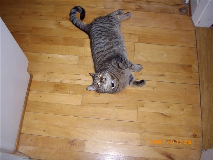 Huskat Mitte (Kahlua) *I Himlen* - Her ligger jeg så som altid midt i det hele og forsøger at brække benene på mor og far! billede 7