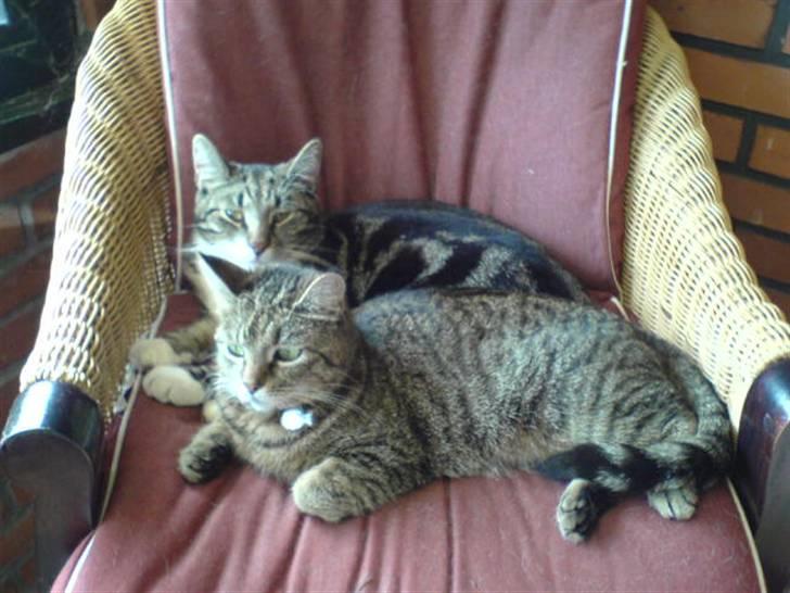 Huskat Mitte (Kahlua) *I Himlen* billede 8