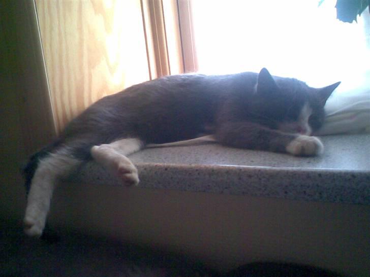 Huskat Frodo rip d. 8-8-07 billede 10