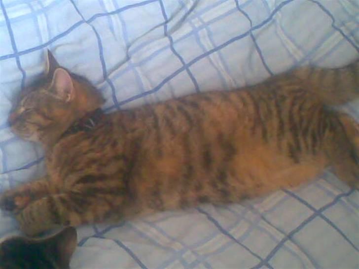 Huskat Sasha billede 17