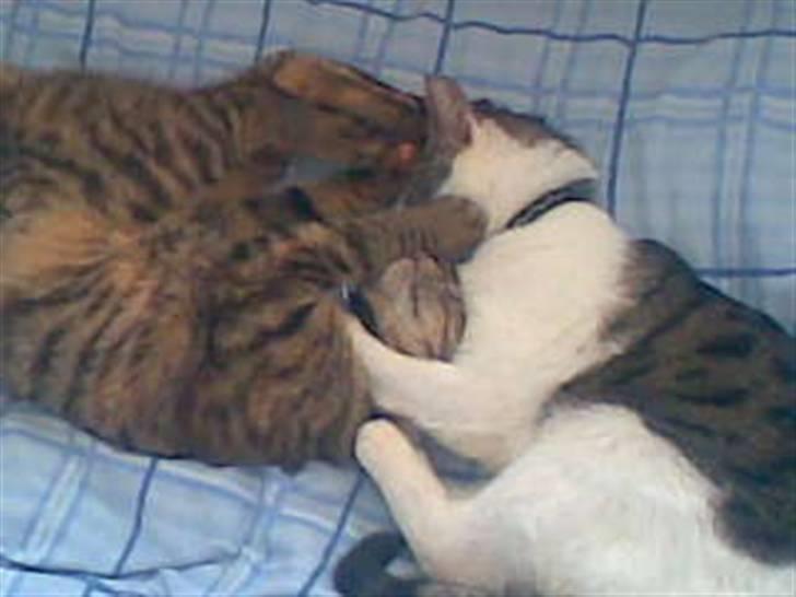 Huskat Sasha billede 18