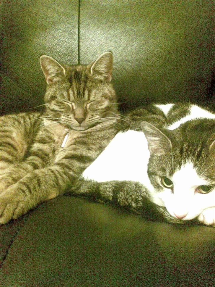 Huskat Sasha billede 19