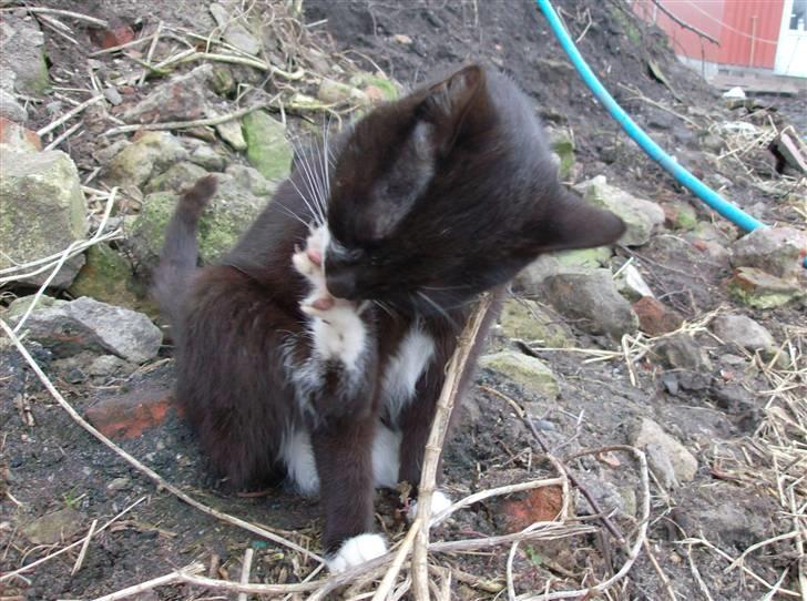 Huskat Lille Fie død billede 7