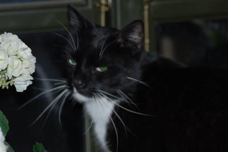 Huskat Pisk billede 14