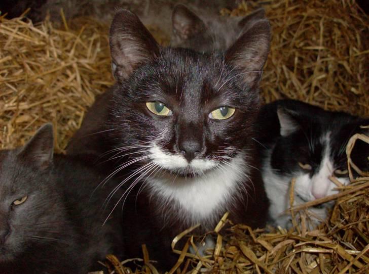 Huskat Lille Fie død billede 8