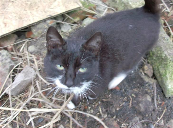 Huskat Lille Fie død billede 9