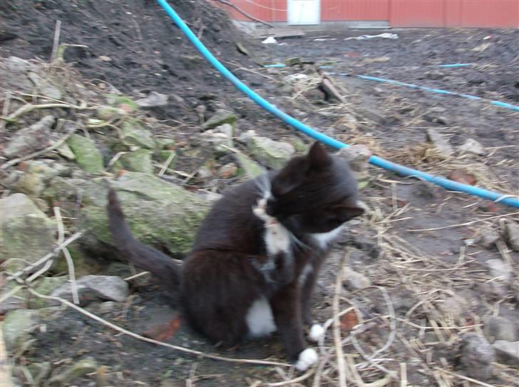 Huskat Lille Fie død billede 10