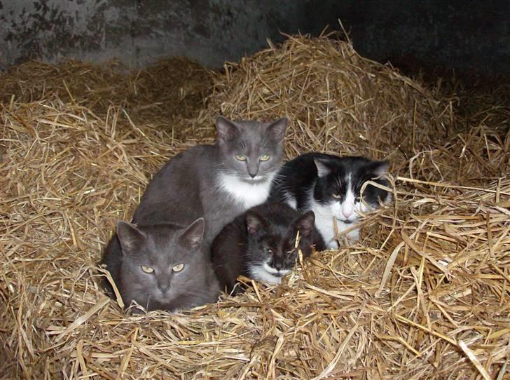 Huskat Lille Fie død billede 11