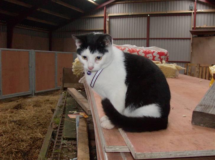 Huskat Nelle død billede 6